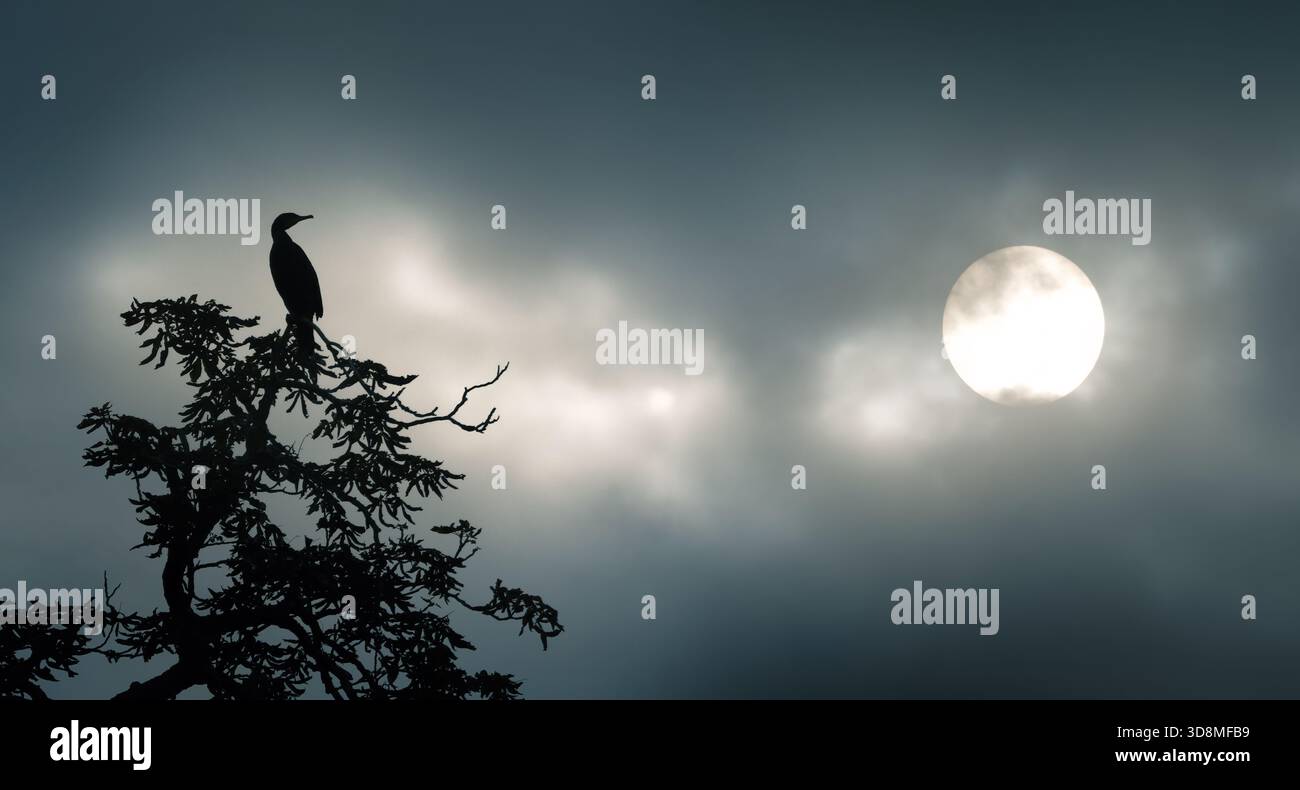 Paysage dramatique avec la silhouette d'un oiseau au sommet d'un arbre et le disque solaire visible derrière des nuages sombres dramatiques Banque D'Images