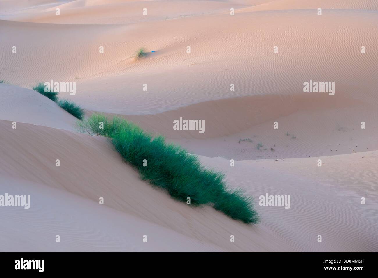 Herbes vertes poussant sur la dune de sable. Banque D'Images