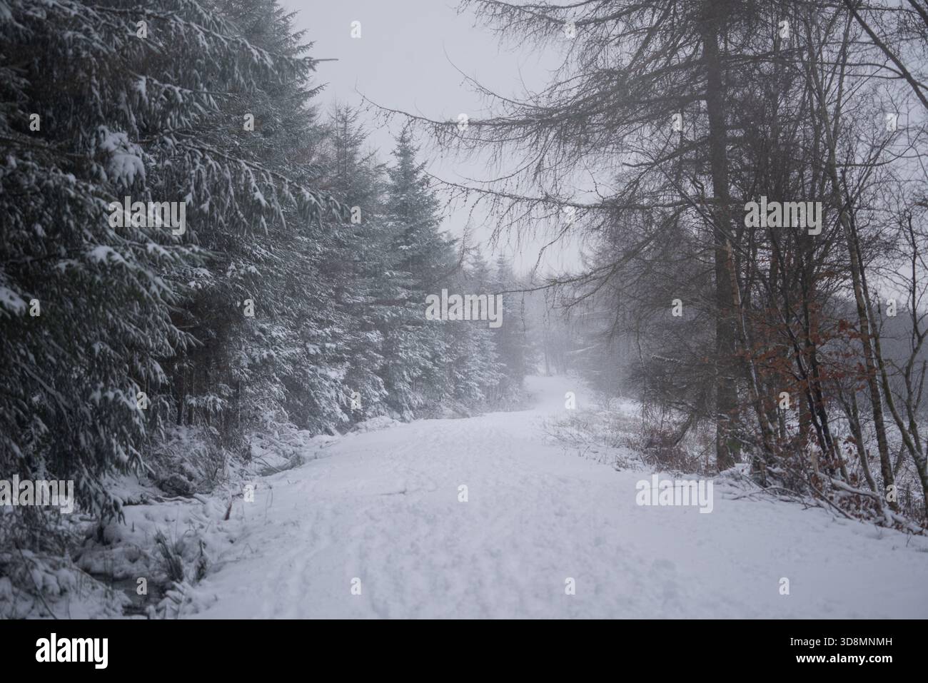 Un sentier hivernal couvert de neige froid près de Kilcreggan, en Écosse Banque D'Images