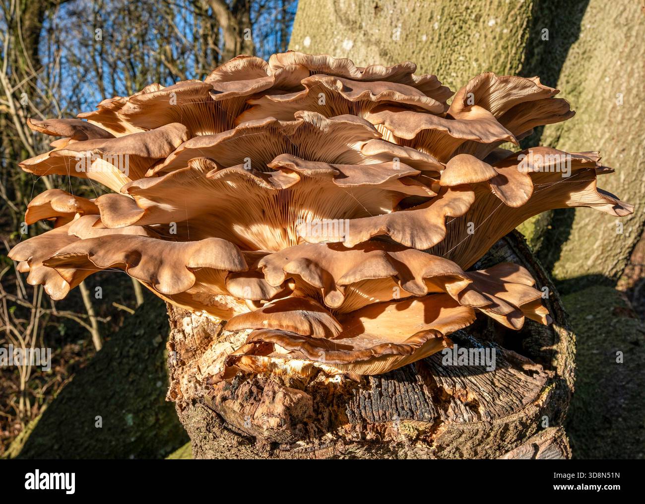 Champignon d'huître (Pleurotus ostreatus) poussant à partir d'un arbre, décembre, West Lothian Scotland. Banque D'Images