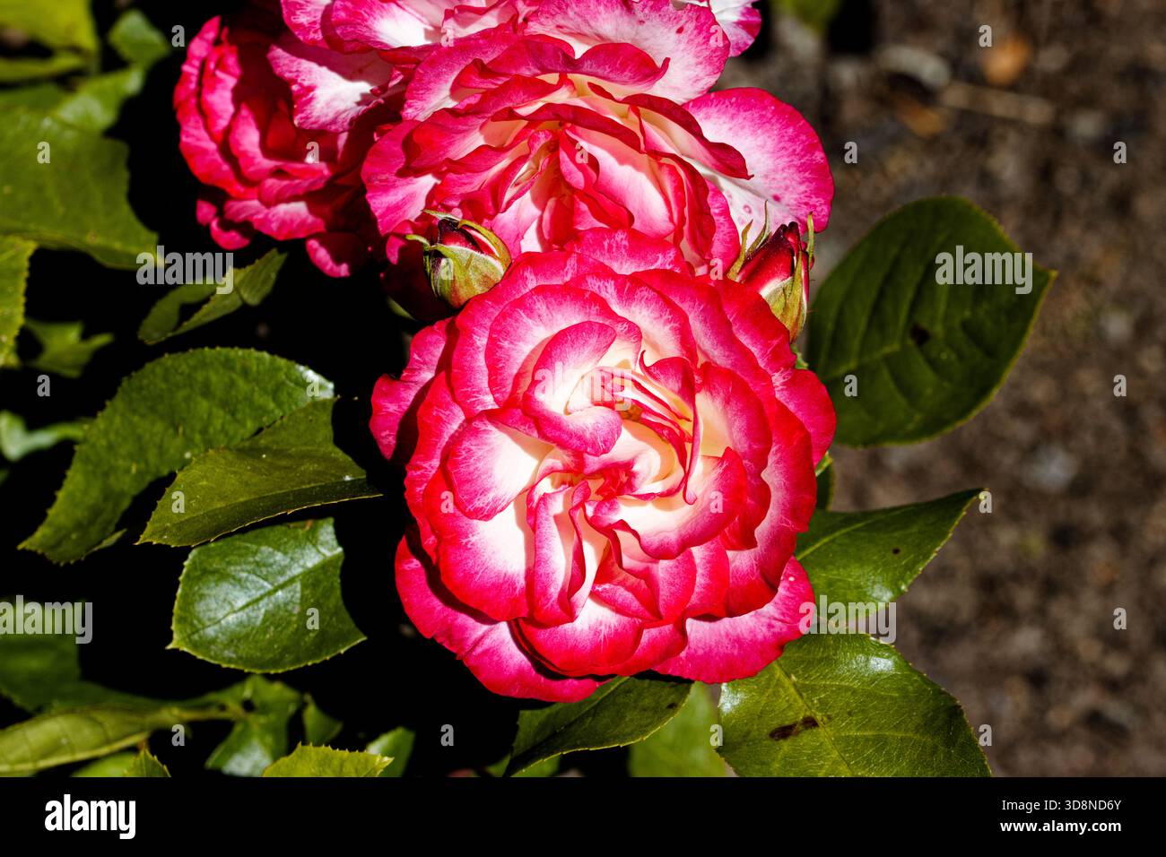 Rose framboise Ice : un spécimen frappant fleurissant en grappes de grandes fleurs blanches argentées fortement bordées de rouge framboise. Banque D'Images