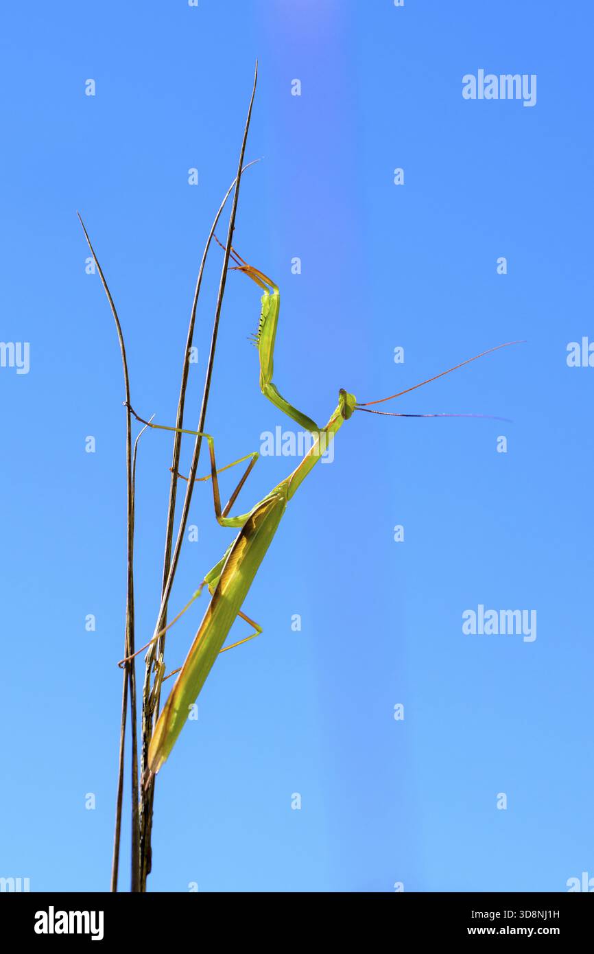 La Mantis religiosa (Mantis religiosa) grimpe sur un buisson contre un ciel bleu, Bad Frankenhausen, Thuringe, Allemagne Banque D'Images
