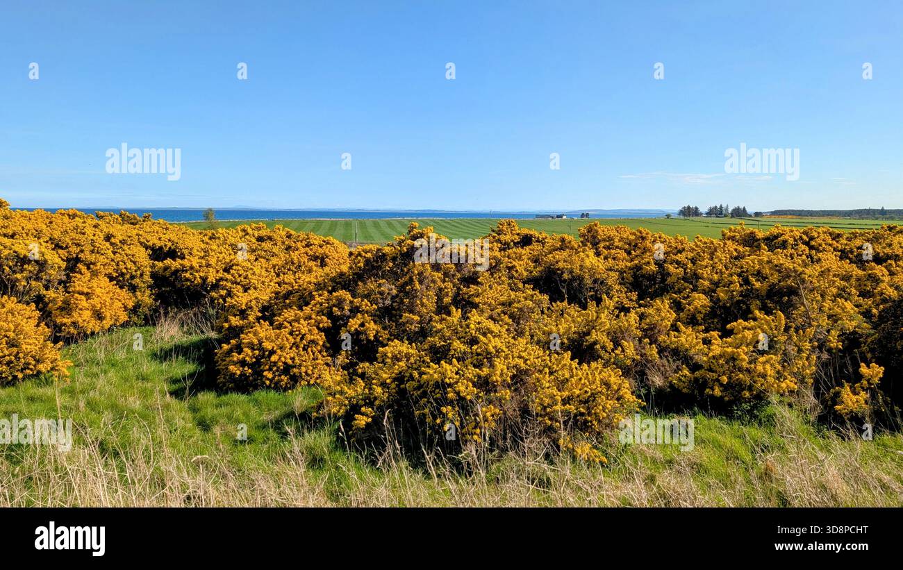 Gros plan de fleurs gorse jaune vif en pleine floraison printanière Banque D'Images