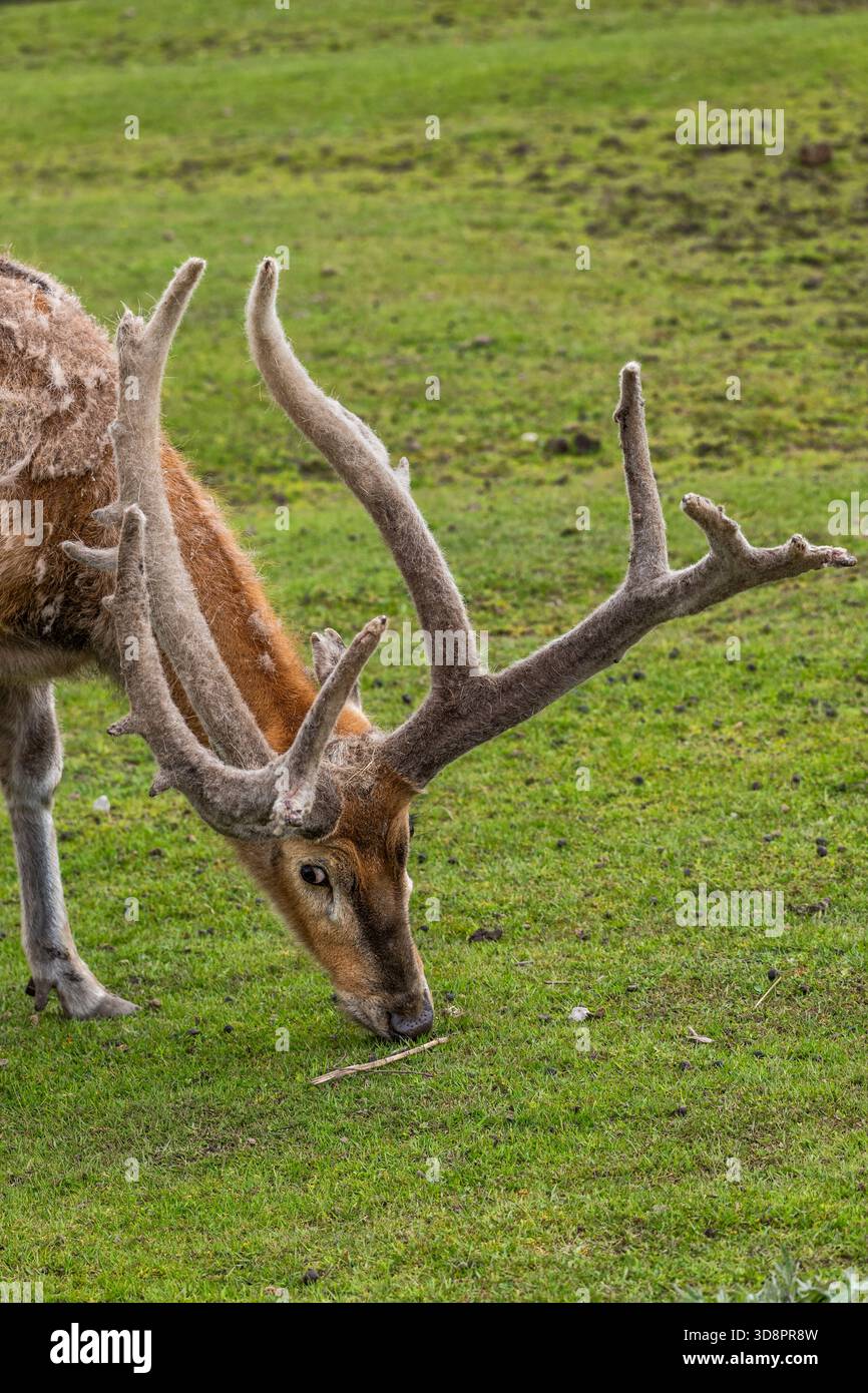 Le cerf Pere David (Elaphurus davidianus) ou portrait de pâturage de cervidés de Milu, animal de la famille des cervidés. Banque D'Images