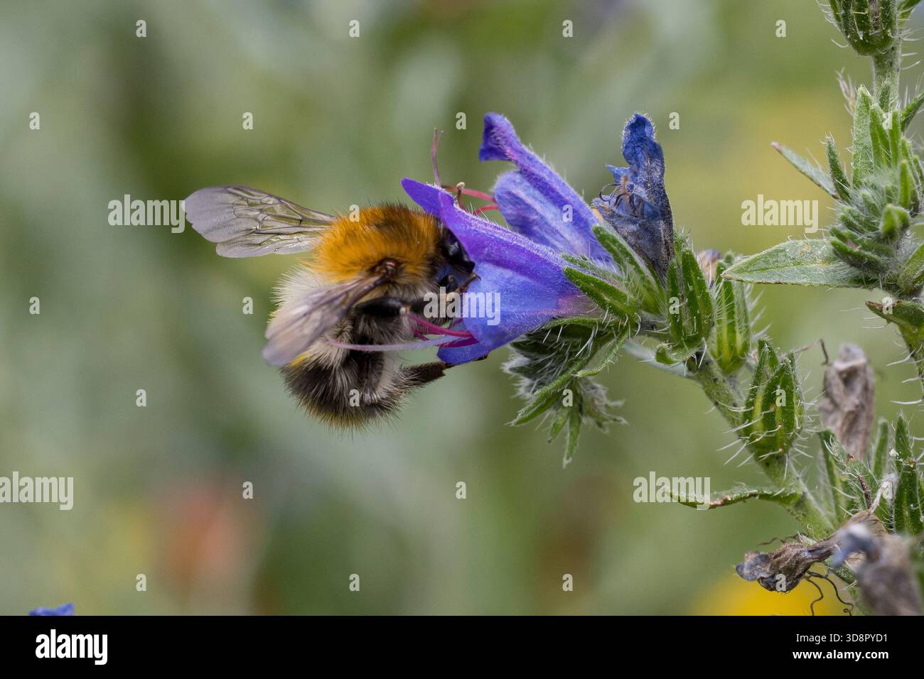 Ackerhummel, Acker-Hummel, Hummel, Weibchen, Blütenbesuch an Natternkopf, Natternzunge, Echium vulgare, Bombus pascuorum, Bombus agorum, Megabombus p Banque D'Images