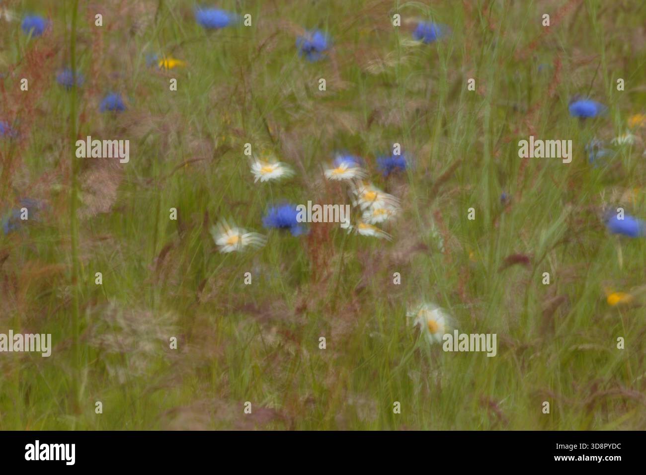 Wildflower meadow Banque D'Images