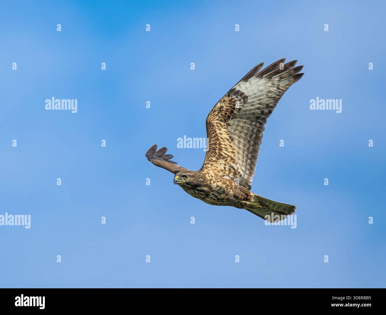 Un buzzard commun, Buteo buteo, un oiseau de proie volant à hauteur des yeux devant le ciel bleu, Corfou, Grèce Banque D'Images