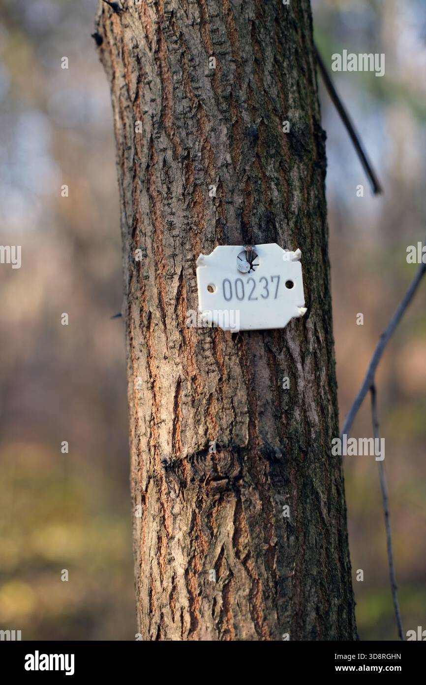 Vue rapprochée d'une étiquette d'identification en métal blanc numérotée 00237 attachée avec un clou à l'écorce d'arbre rugueuse. Prise de vue à hauteur des yeux avec une faible profondeur de champ. Banque D'Images