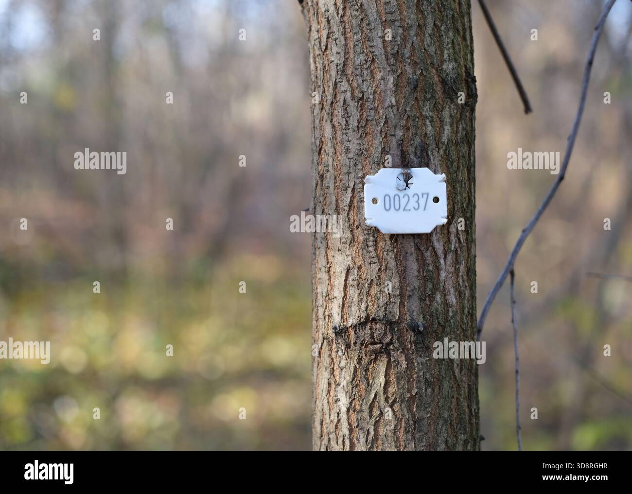 Prise de vue à moyenne distance d'un tronc d'arbre portant une plaque d'identification en métal blanc numérotée 00237. Écorce brune rugueuse et nette. Banque D'Images