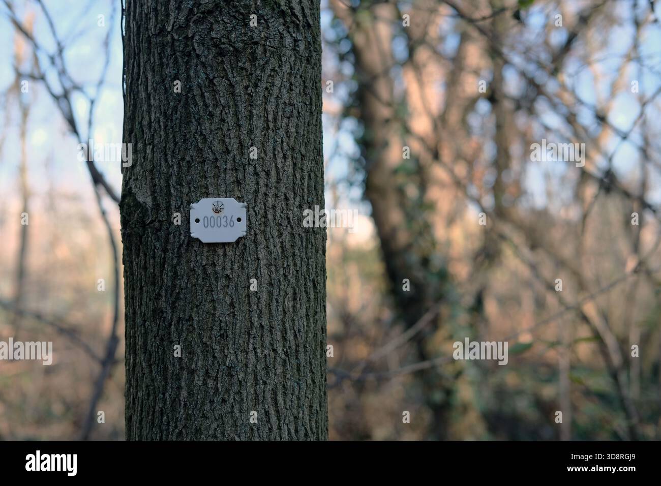 Tronc d'arbre avec une étiquette en métal blanc numérotée 00036 fixée par un clou. Écorce texturée brune au point. L'arrière-plan se compose d'arbres flous sans feuilles. Banque D'Images