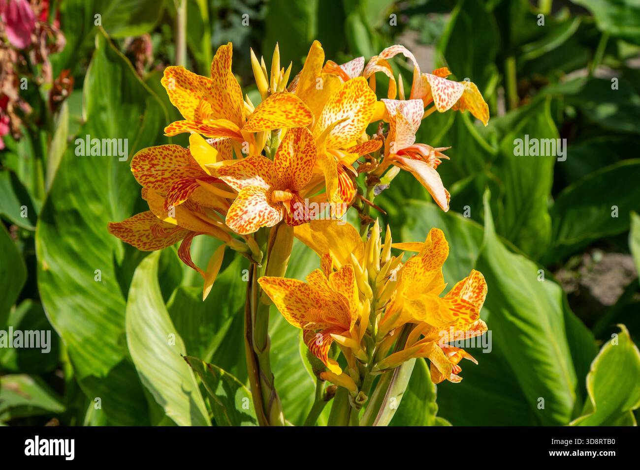 Canna Yellow King Humbert. Fleurs d'orange de Cannas fleurs d'été Fermer les fleurs poussent dans le jardin Banque D'Images