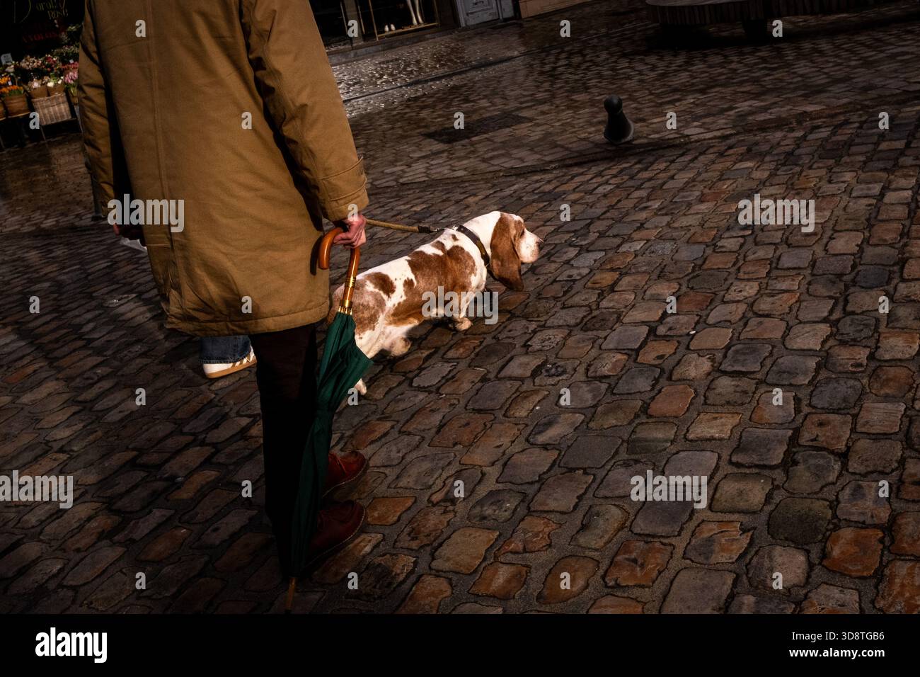 Homme promenant un chien de basset dans une rue pavée à Lille dans les hauts de France le 25 janvier 2025. La scène montre la personne tenant un Banque D'Images