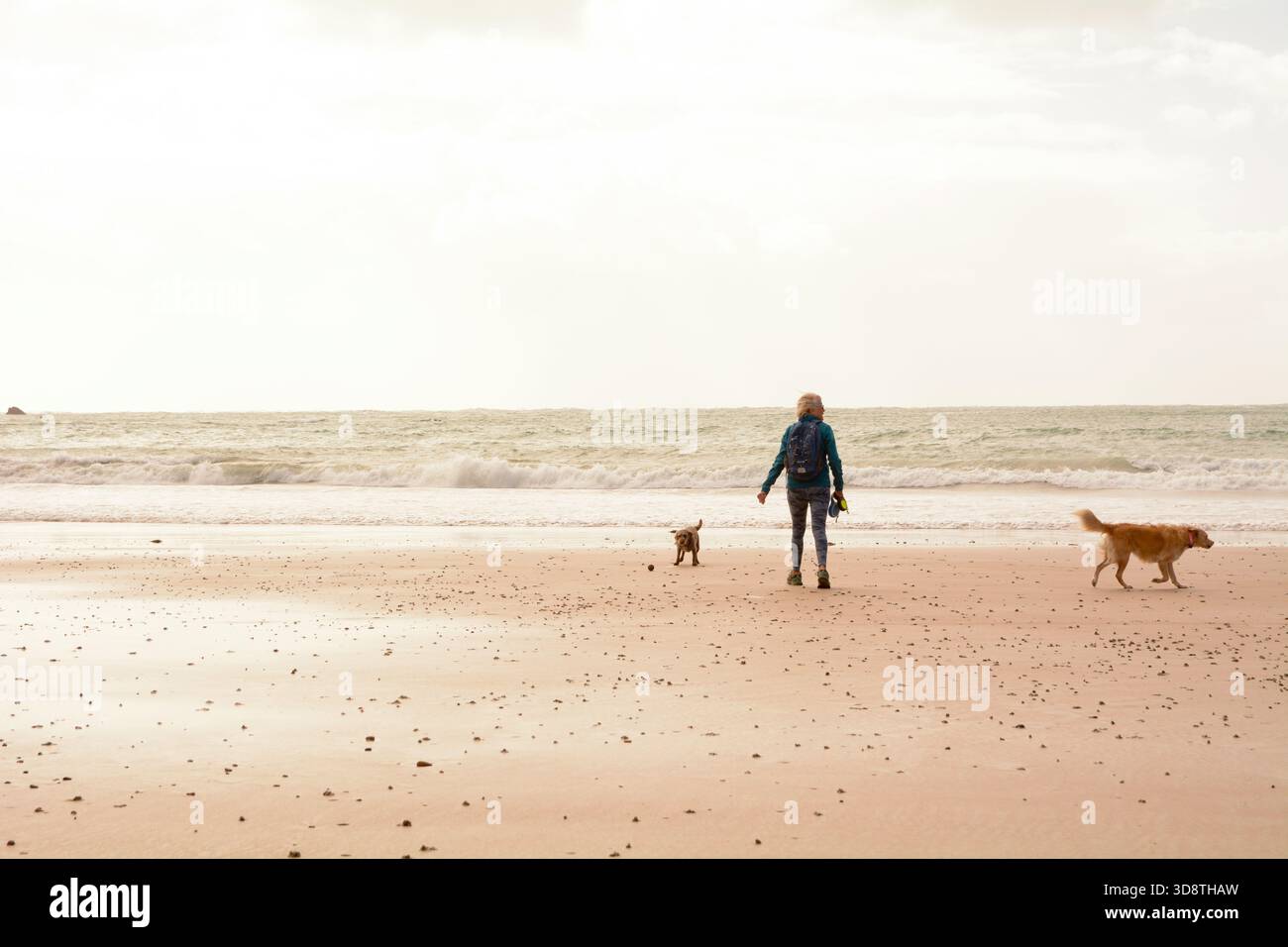 Une marcheuse et ses chiens sur la plage de St Brelade's Bay, St Brelade, Jersey, les îles Anglo-Normandes Banque D'Images