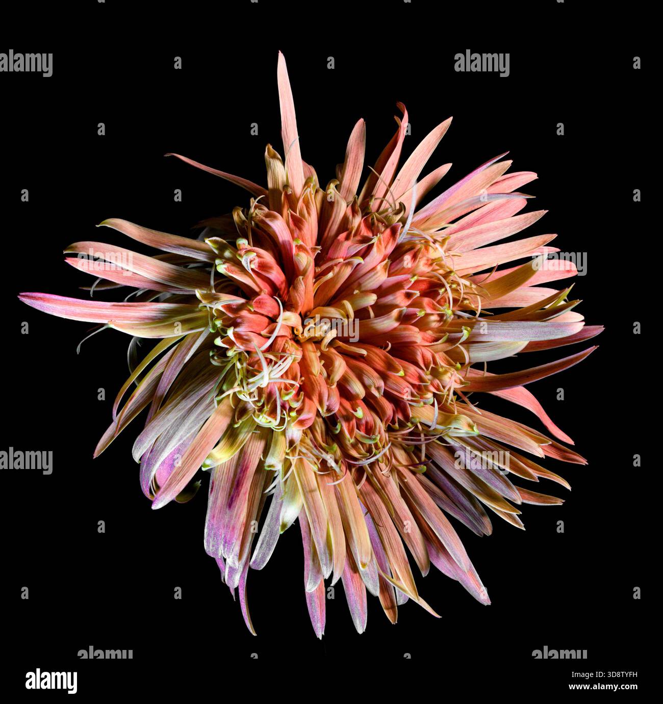 Gros plan macro extrême d'une tête de fleur rose de chrysanthème d'araignée (chrysanthème) isolée sur un fond noir. L'image met en évidence le long, tubul Banque D'Images