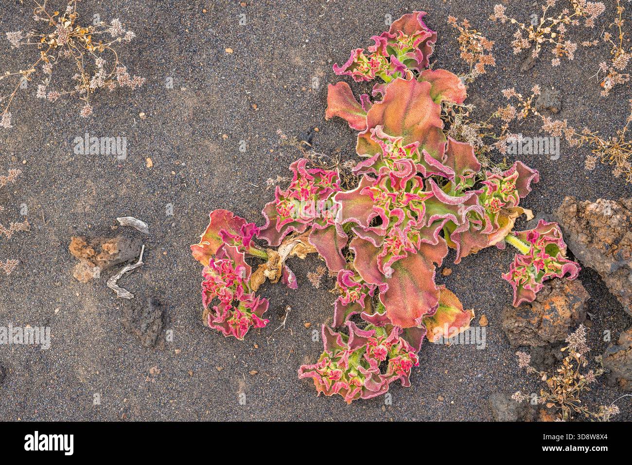 Plante de glace (Mesembryanthemum cristallinum) — feuillage avec cellules cristallines de la vessie Banque D'Images
