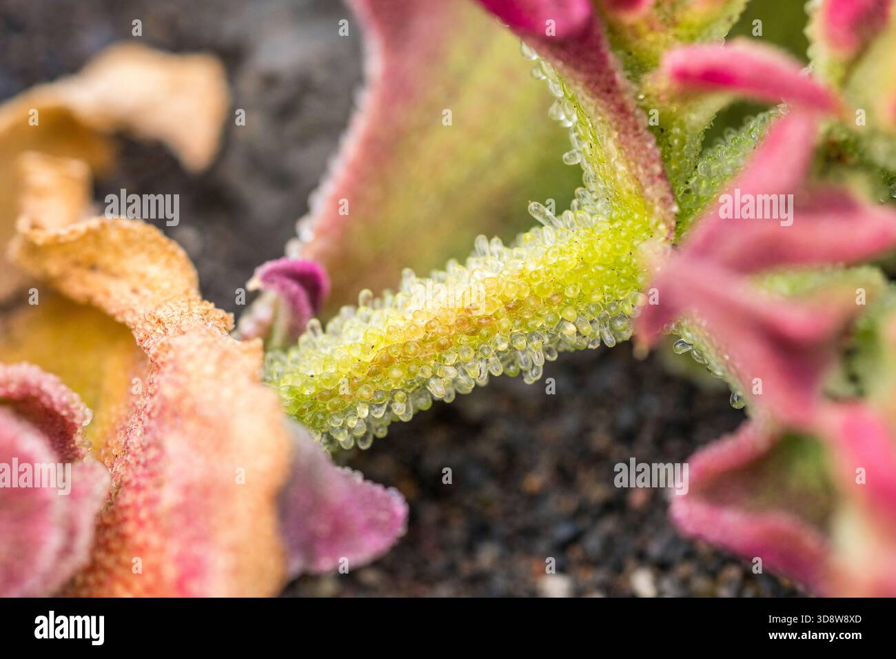 Plante de glace (Mesembryanthemum cristallinum) — feuillage avec cellules cristallines de la vessie Banque D'Images