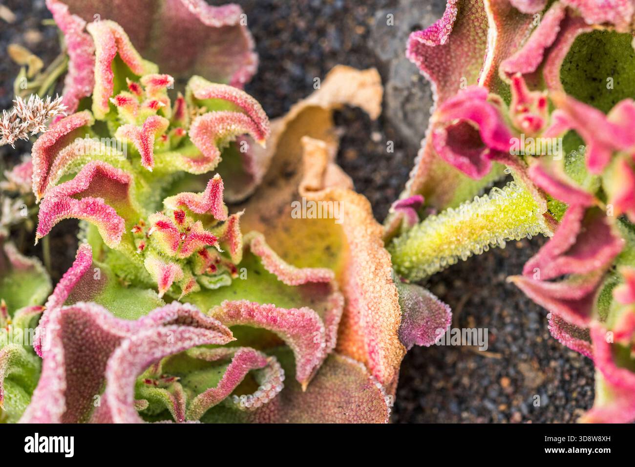 Plante de glace (Mesembryanthemum cristallinum) — feuillage avec cellules cristallines de la vessie Banque D'Images