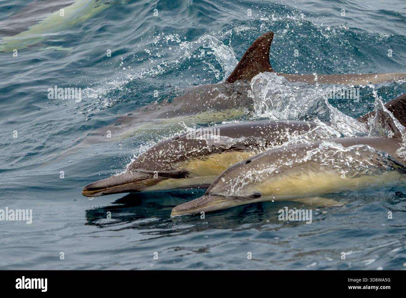 Dauphins communs (Delphinus capensis) du sanctuaire baleinier de Walker Bay, Western Cape, Afrique du Sud. Banque D'Images