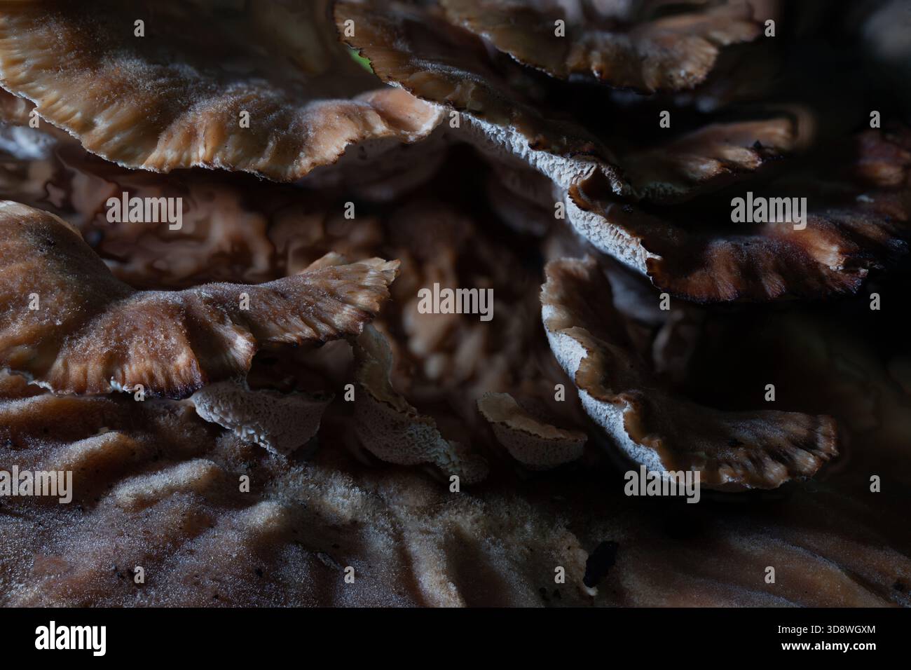 Grifola frondosa, également connu sous le nom de poule des bois, tête de mouton, tête de bélier, ou maitake 'champignon dansant' en japonais, est un champignon polypore qui grise Banque D'Images