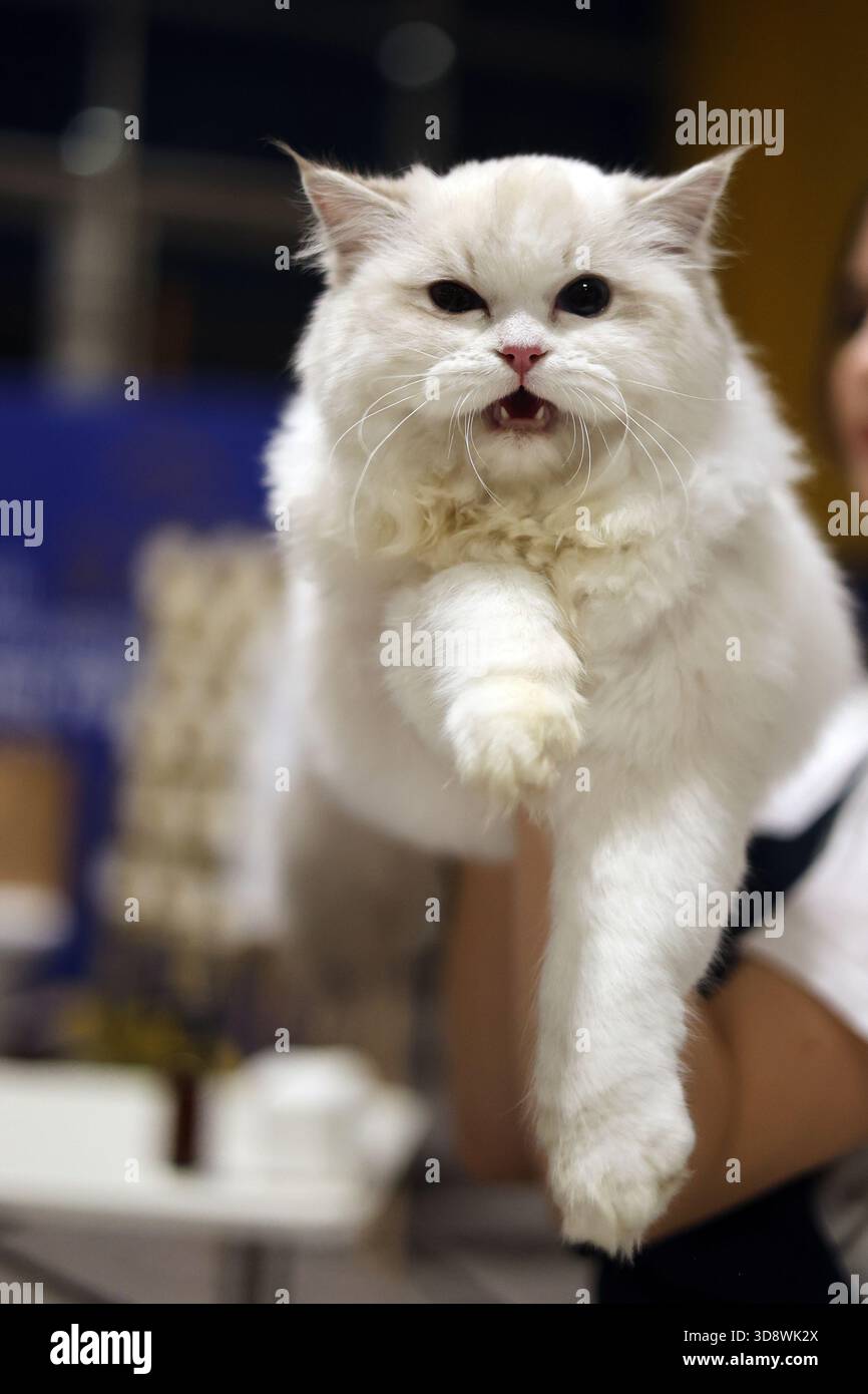 Chat moelleux blanc expressif avec bouche ouverte et patte étendue Banque D'Images