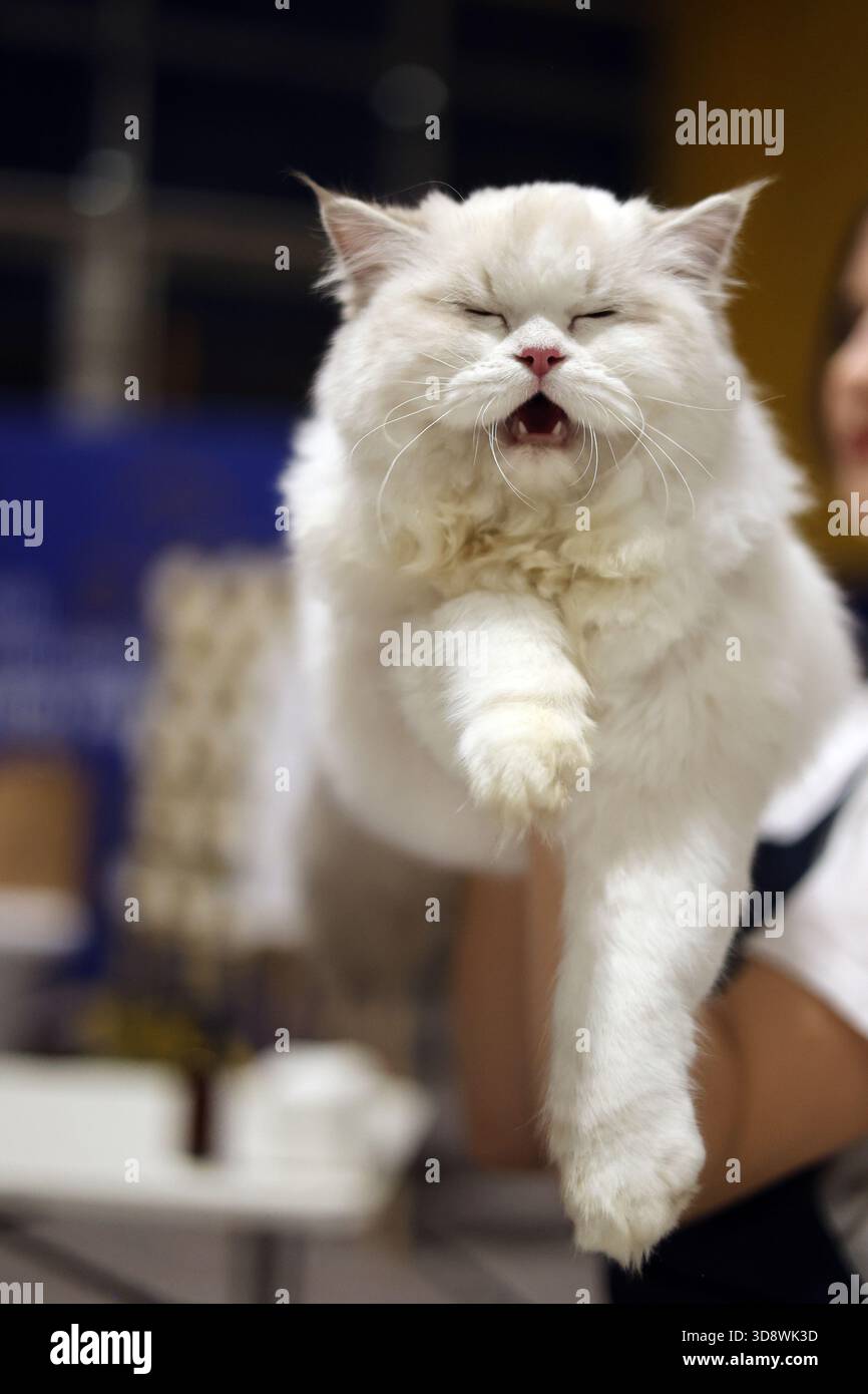Chat moelleux blanc expressif avec bouche ouverte et patte étendue Banque D'Images