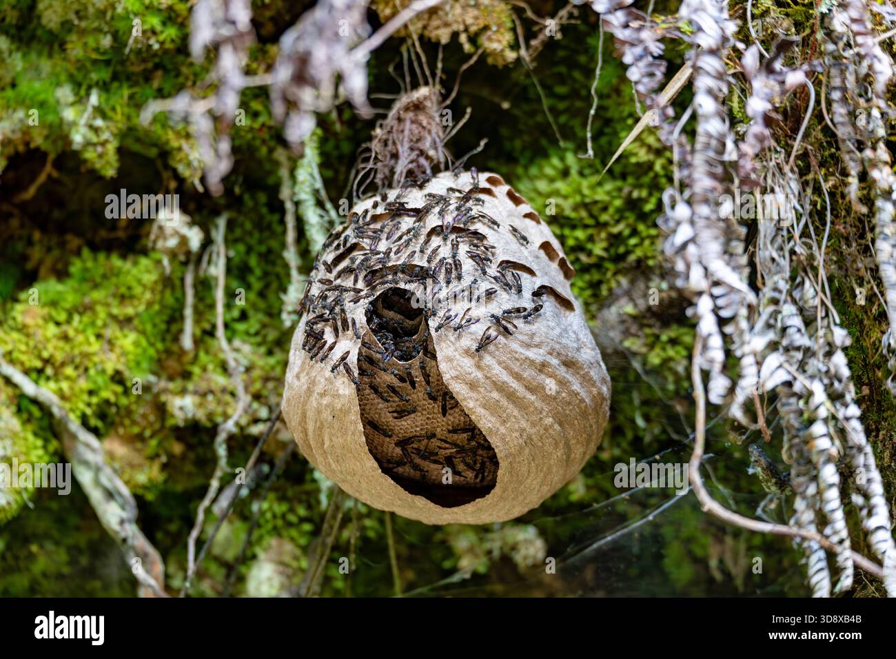 Gros plan d'un grand nid de guêpe en papier ou de frelon suspendu dans l'environnement luxuriant de la forêt tropicale près de San Gerardo de Dota, Costa Rica. Banque D'Images