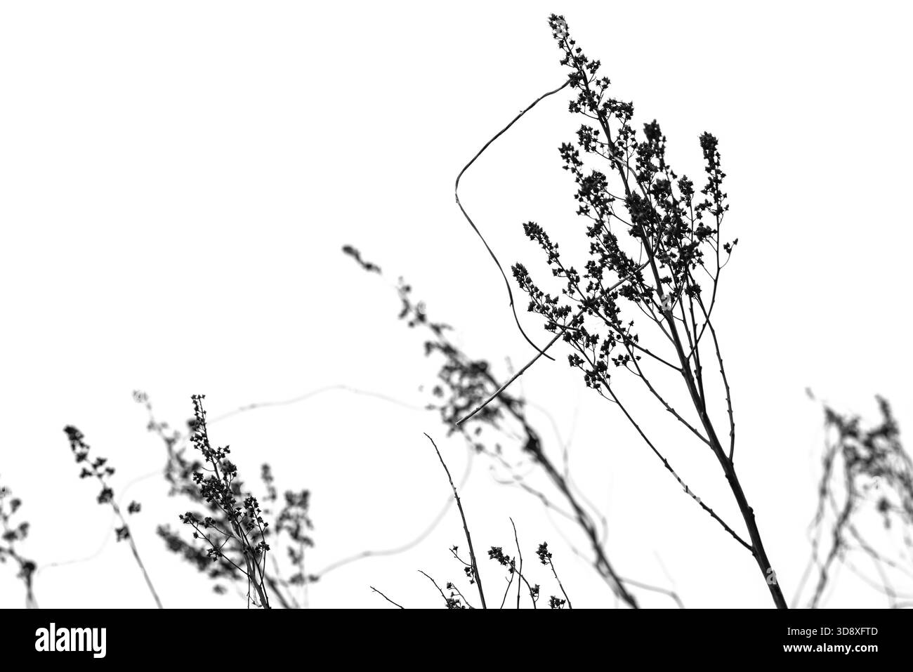 Une silhouette noire très contrastée de fines tiges de plantes et de minuscules têtes de graines s'étendant vers le haut sur un fond blanc pur. Évoque la nature minimale, le calme Banque D'Images