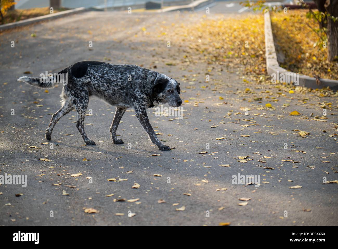 Un chien marche sur une route avec des feuilles au sol. Le chien regarde quelque chose au loin Banque D'Images