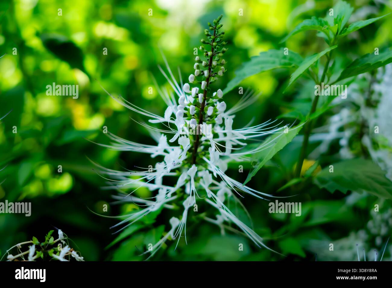 Gros plan d'une fleur blanche de whiskers de chat (Orthosiphon aristatus) dans un jardin tropical malaisien, montrant de fins filaments et un feuillage vert luxuriant Banque D'Images