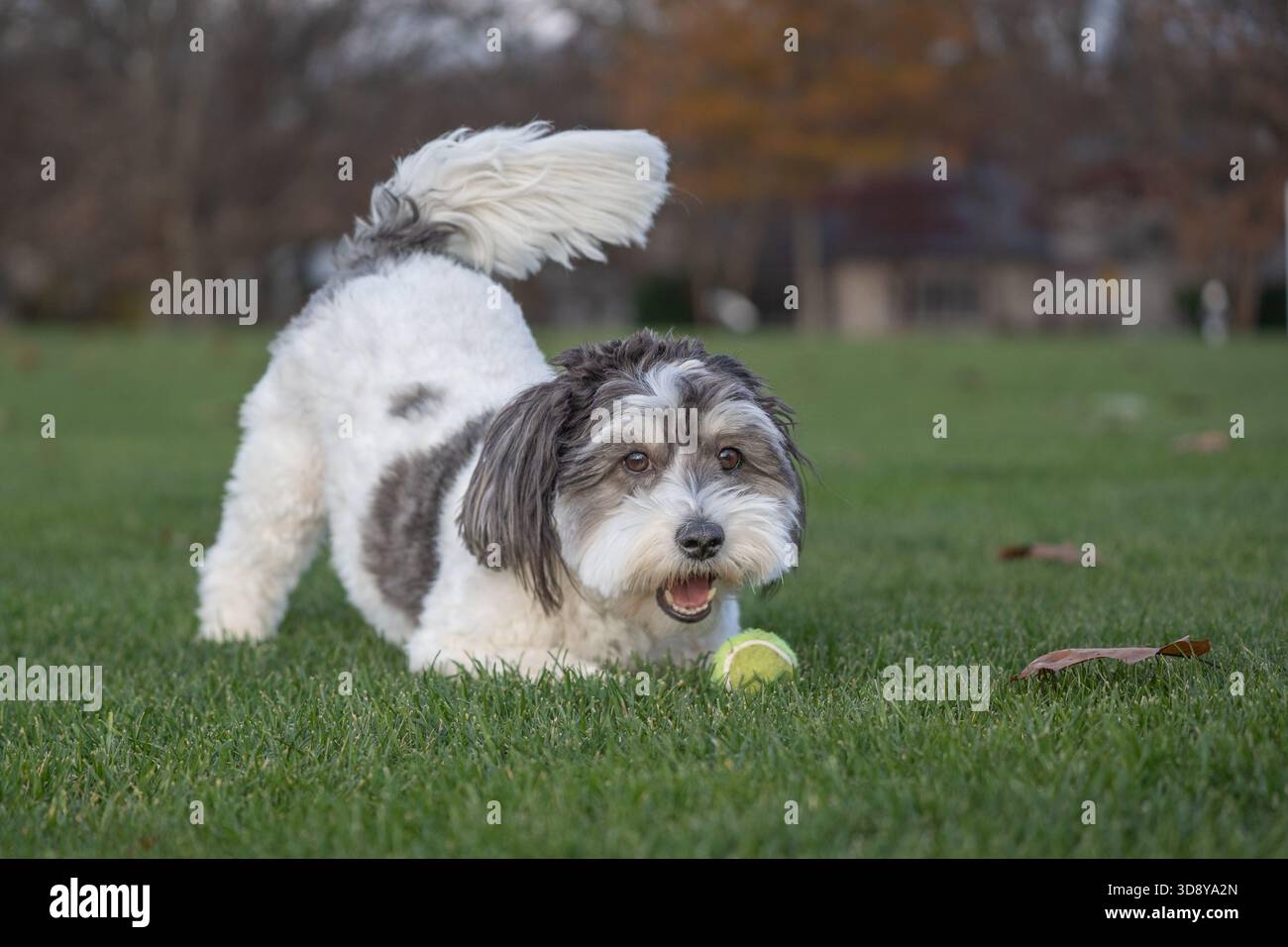 Mignon petit chien Havanais noir et blanc joue à aller chercher avec une balle de tennis jaune. Banque D'Images