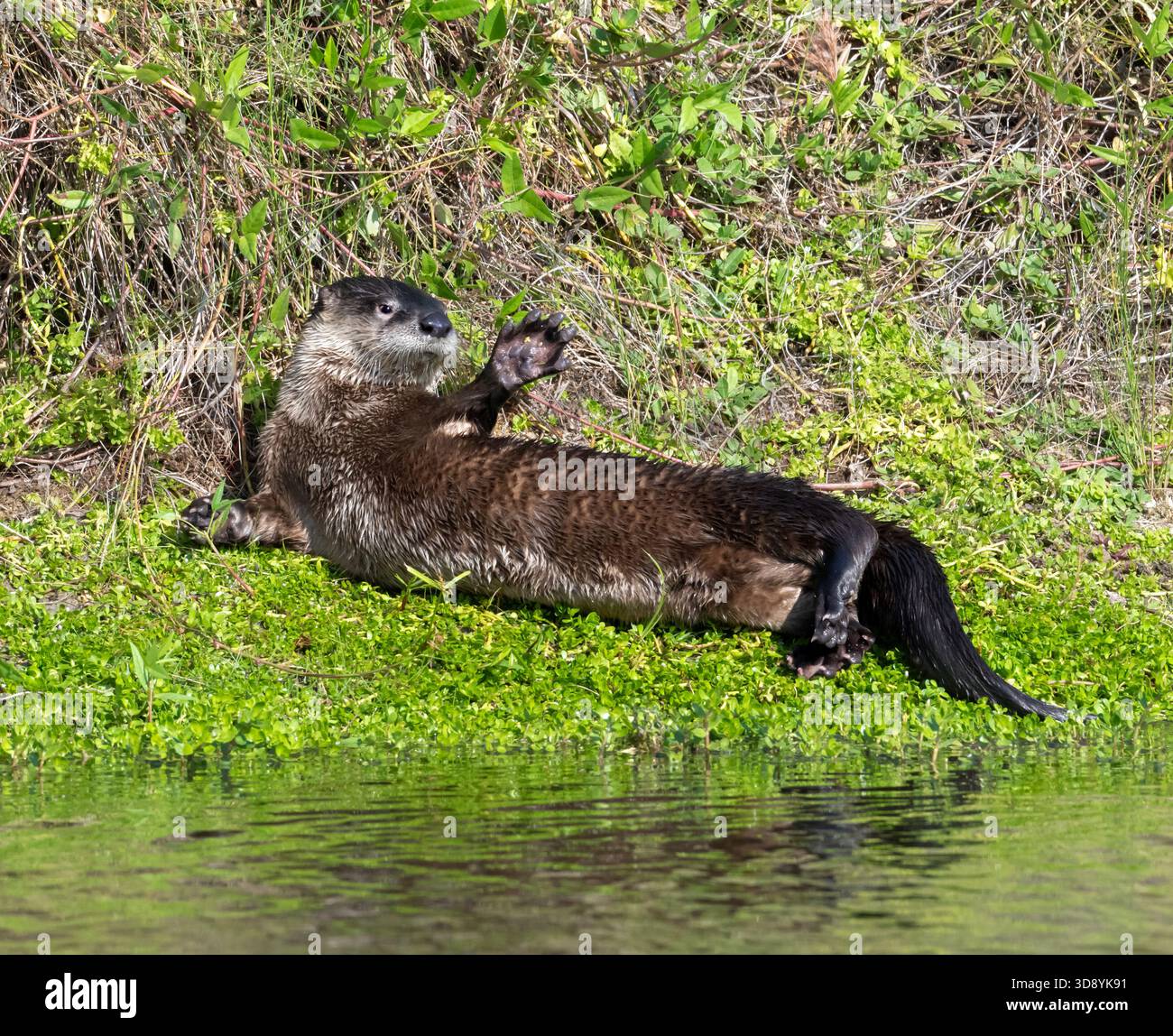 Loutre de rivière nord-américaine (Lontra canadensis) sur de l'herbe verte luxuriante au bord d'un étang calme à Galveston, Texas. Banque D'Images