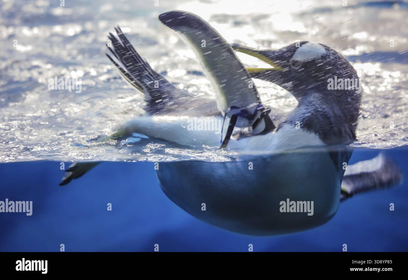 Petit demi-pingouin, tout en s'amusant piscine immergée dans l'eau froide Banque D'Images