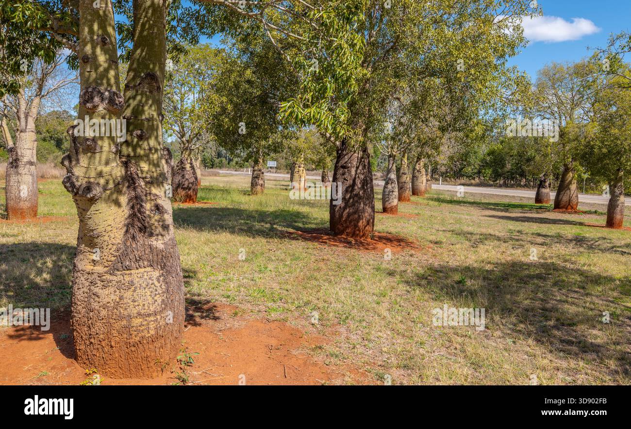 Rangées de Bottle Trees plantées au bord de la route dans le Queensland Banque D'Images