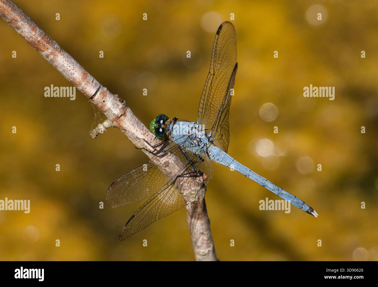 Pondhawk commun mâle reposant sur une brindille dans une zone naturelle du sud-est du Wisconsin, montrant sa coloration bleu vif par une chaude journée d'été. Banque D'Images