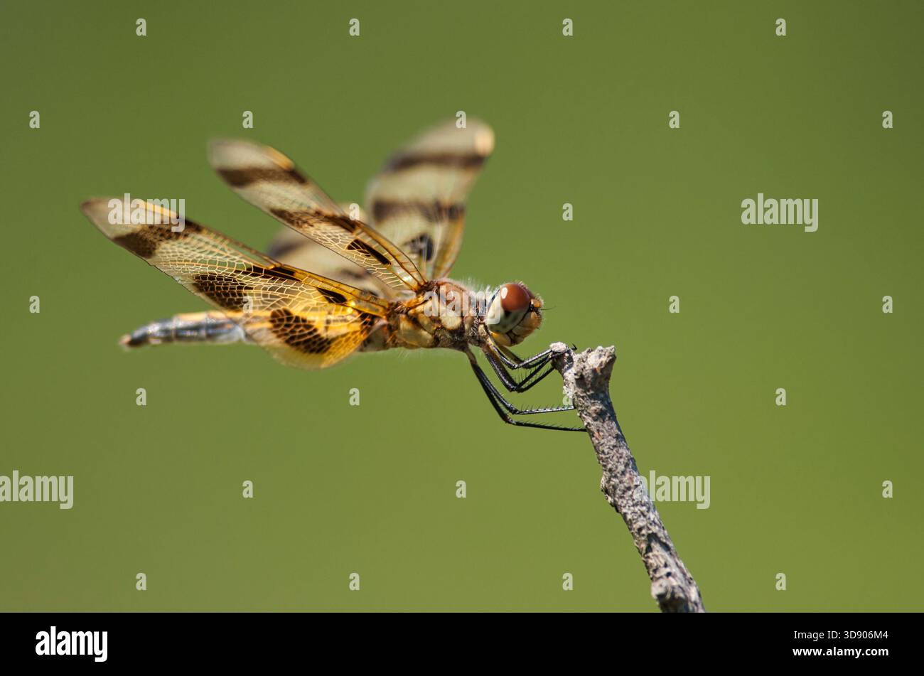 Halloween Pennant libellule perchée sur une petite brindille dans un pré de northwoods, montrant ses ailes à motifs dans la lumière naturelle de l'été. Banque D'Images