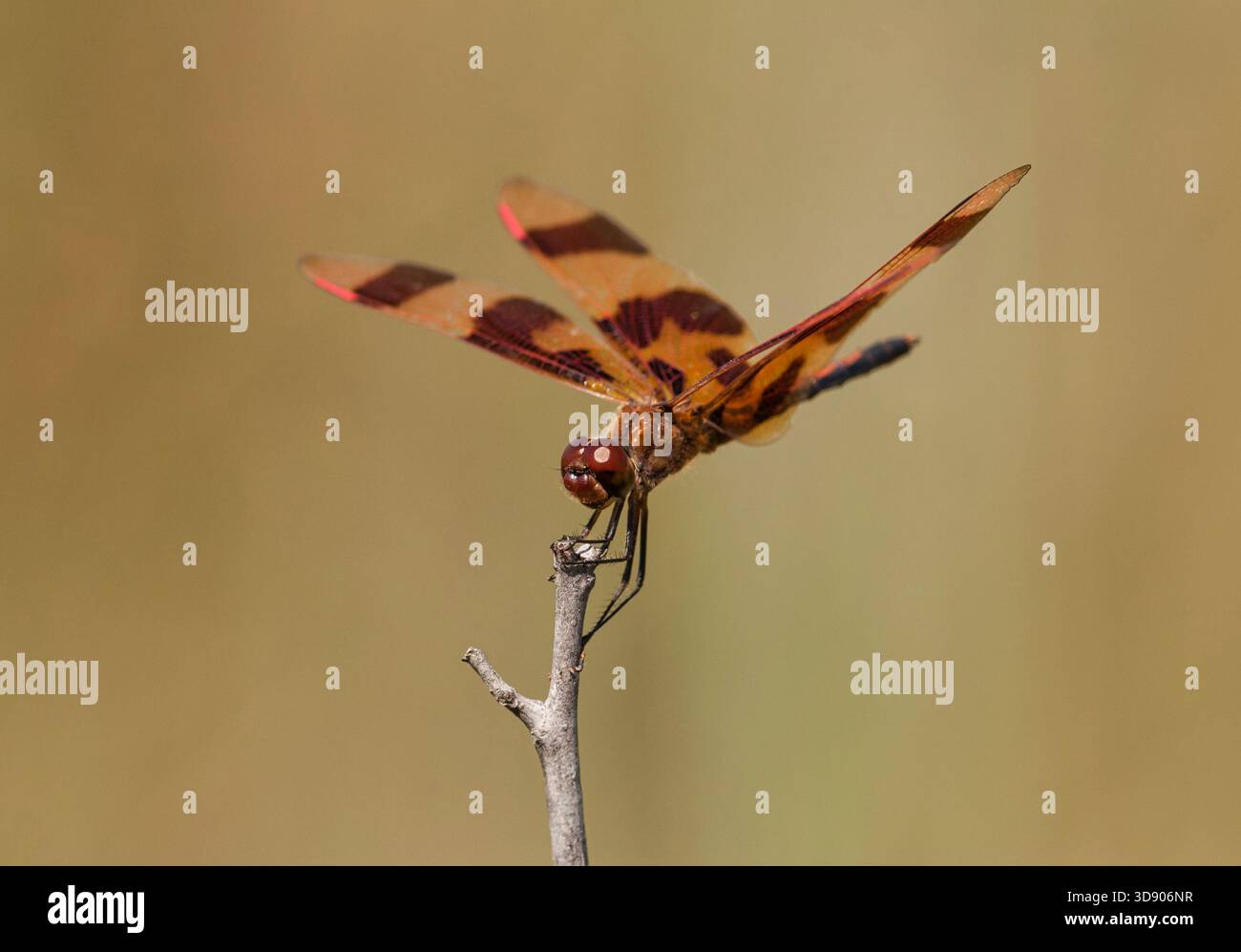 Halloween Pennant libellule perchée sur une petite brindille dans un pré de northwoods, montrant ses ailes à motifs dans la lumière naturelle de l'été. Banque D'Images