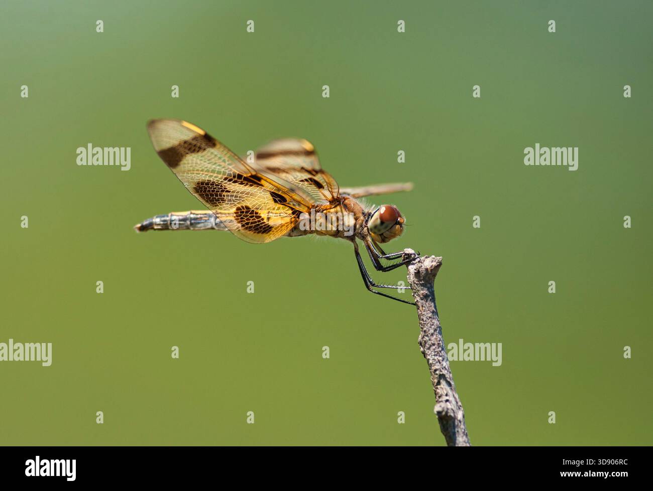 Halloween Pennant libellule perchée sur une petite brindille dans un pré de northwoods, montrant ses ailes à motifs dans la lumière naturelle de l'été. Banque D'Images