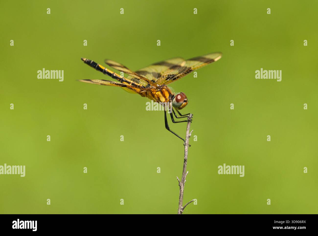 Halloween Pennant libellule perchée sur une petite brindille dans un pré de northwoods, montrant ses ailes à motifs dans la lumière naturelle de l'été. Banque D'Images