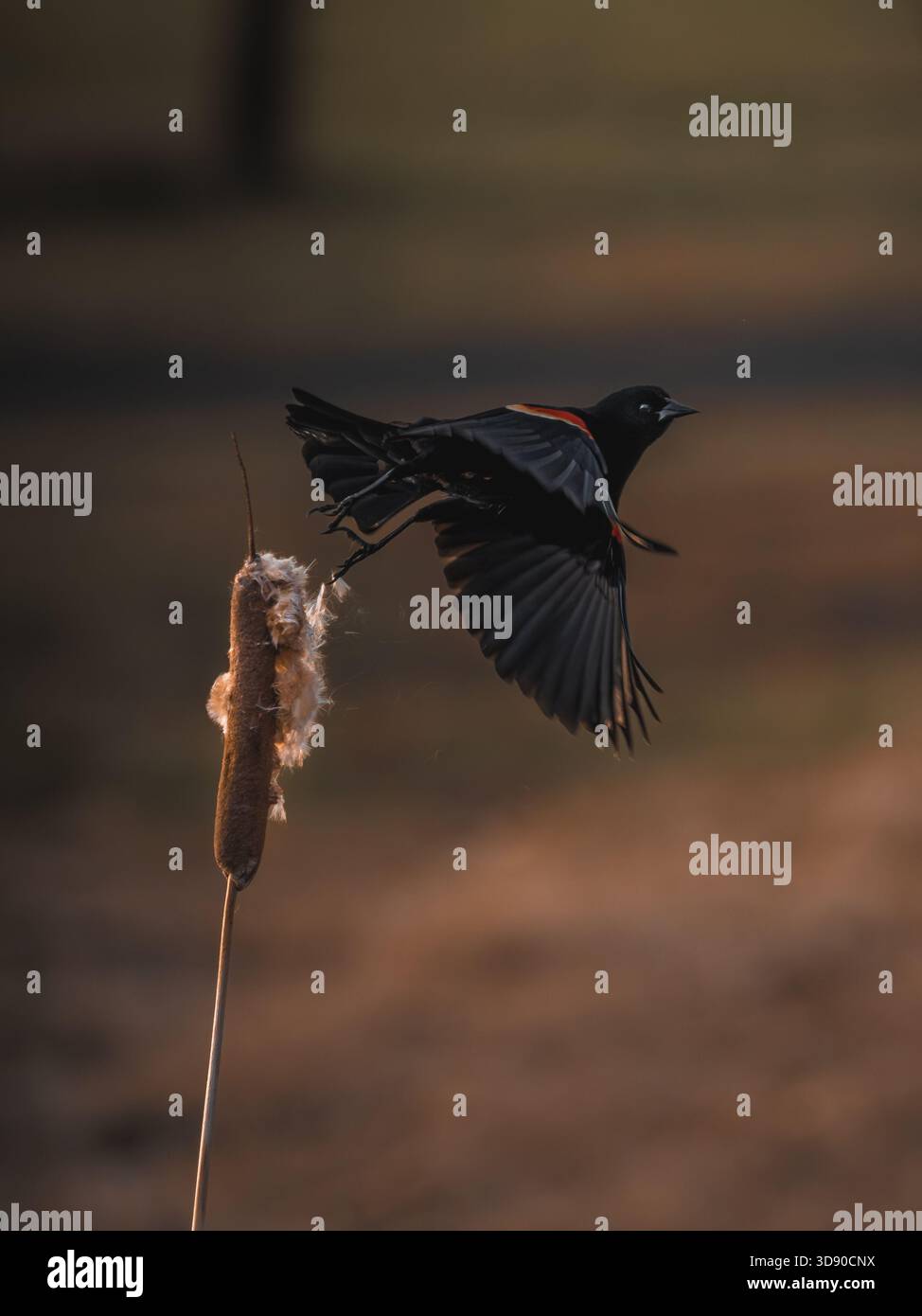 Oiseau noir ailé rouge décollant de perché sur une queue dans une prairie au coucher du soleil. Banque D'Images