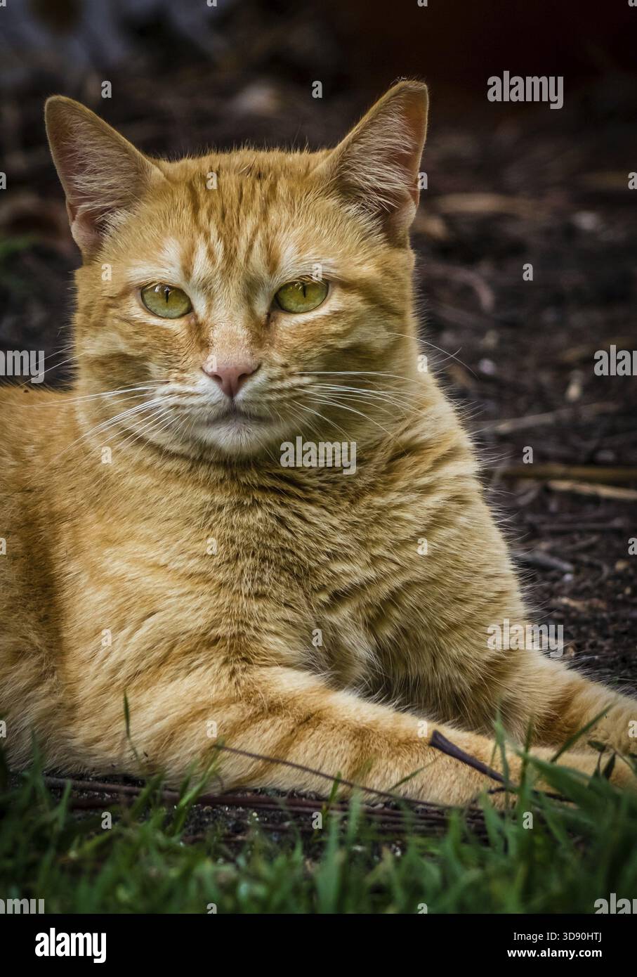 Portrait of a cute furry cat assis sur le sol Banque D'Images