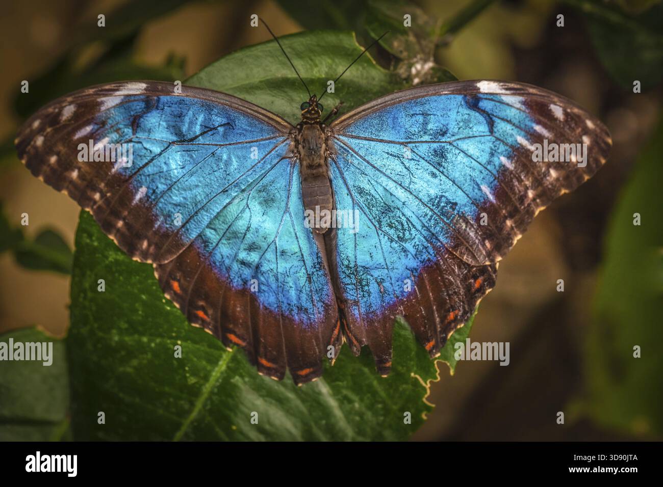 Papillon Bleu morpho Peleides également connu sous le nom de Morpho peleides Banque D'Images