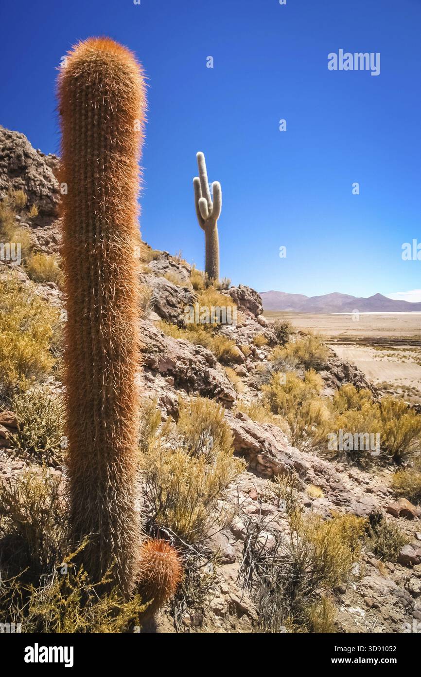 Seul cactus poussant sur un pampa près de Salar de Uyuni, Bolivie Banque D'Images
