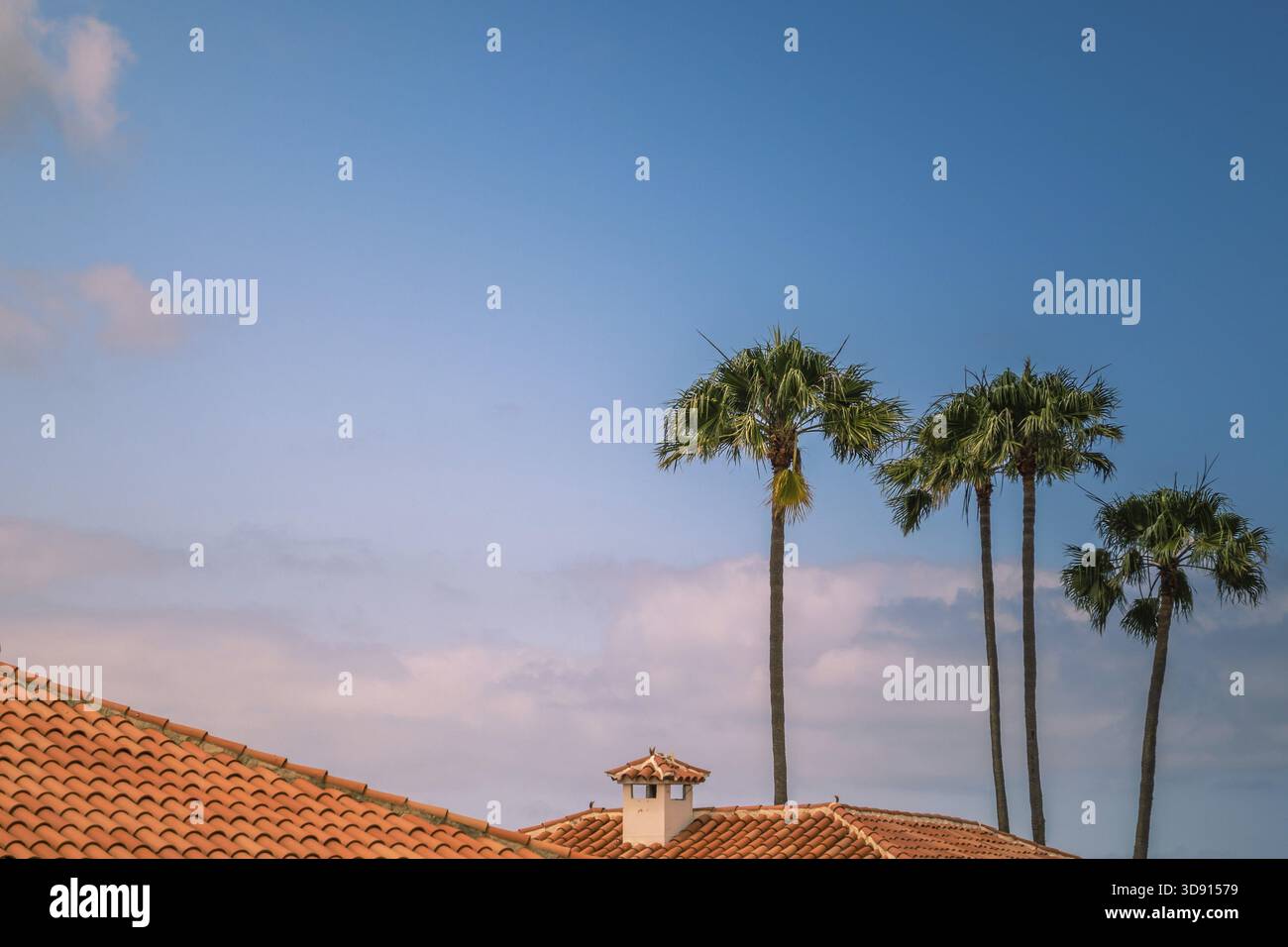 Vue sur le paltrees au-dessus des toits de maisons d'une oh dans Maspalomas Gran Canaria, Îles Canaries, Espagne Banque D'Images
