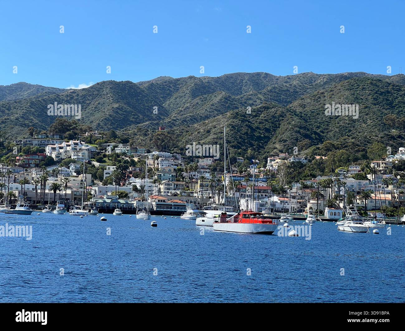 Vue panoramique sur les bateaux ancrés d’Avalon Bay sur l’île de Santa Catalina, Californie (2025). Banque D'Images
