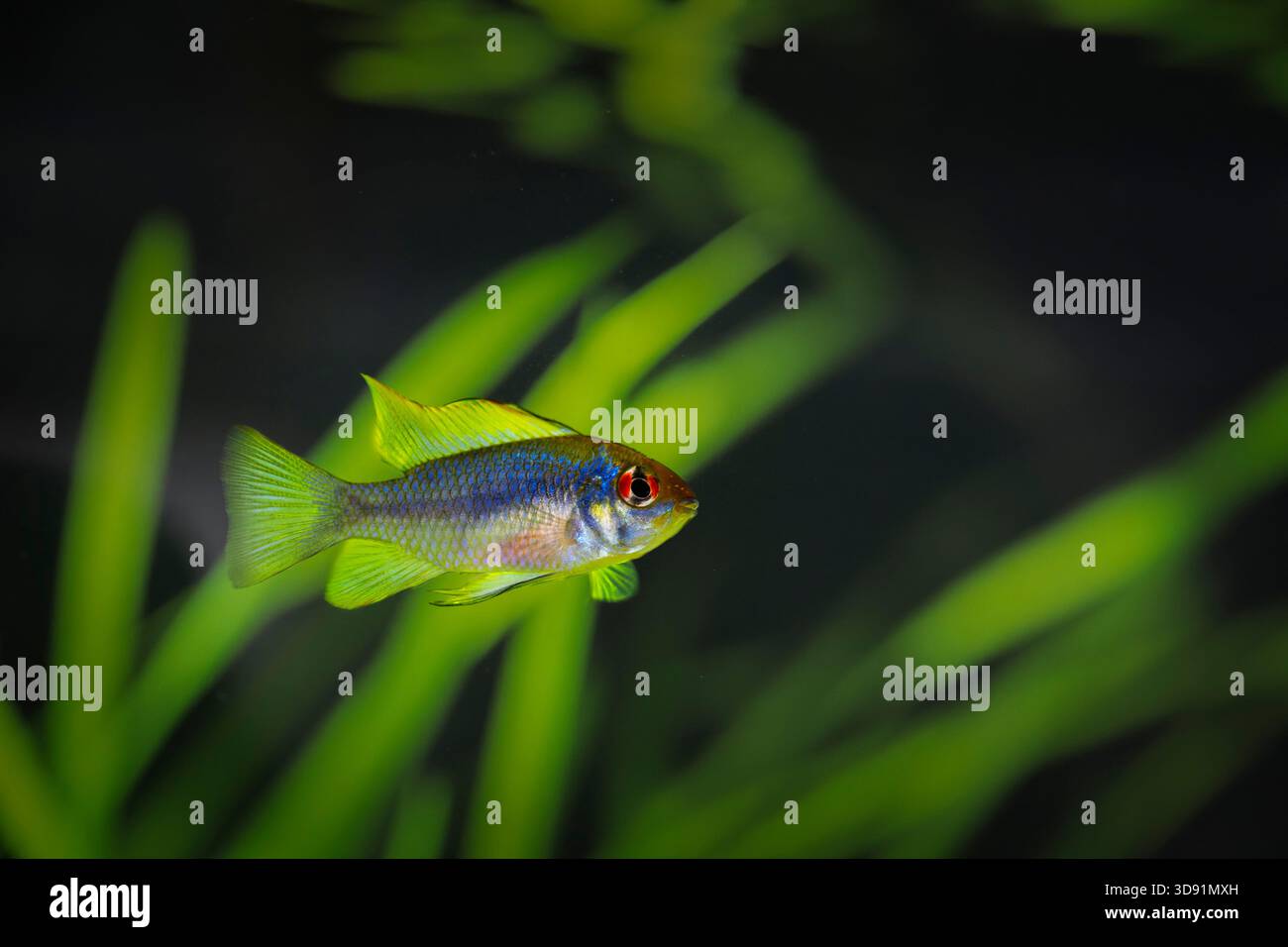 Cichlide Ram nain coloré avec ailerons irisés bleus et jaunes, plantes aquatiques floues, photo macro en intérieur Banque D'Images