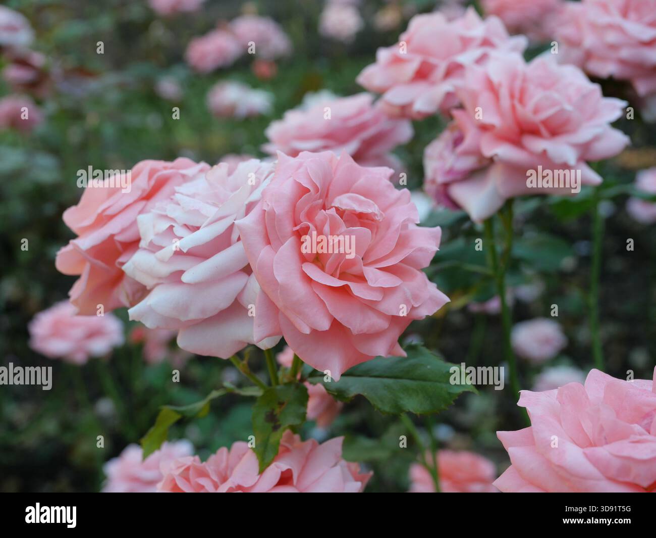 Roses floribunda dans différentes nuances de rose. Gros plan. Copyspace Banque D'Images