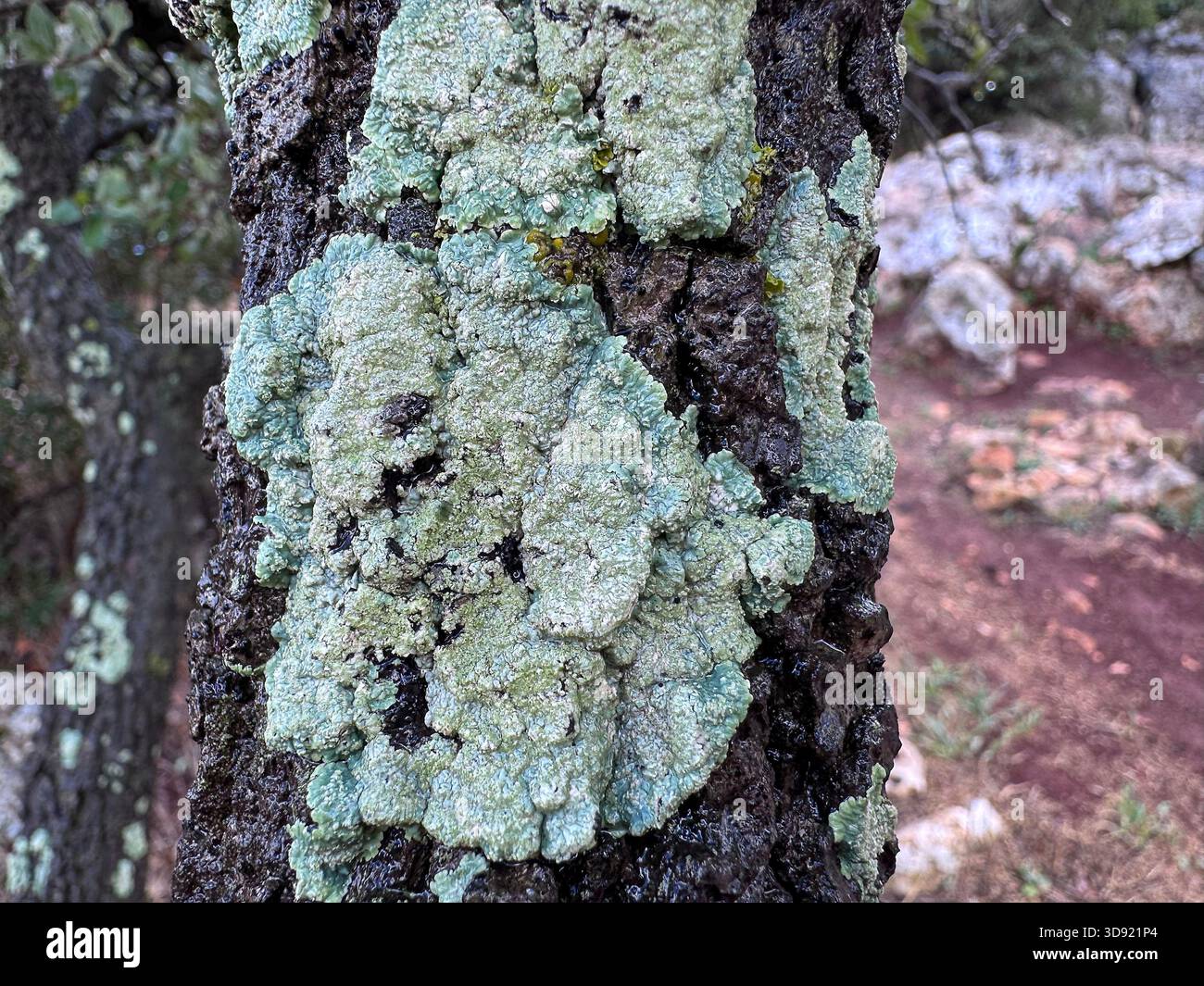 Gros plan très détaillé d'un tronc d'arbre avec une écorce rugueuse et foncée recouverte de grandes colonies éparses de lichen vert pâle et turquoise. Banque D'Images