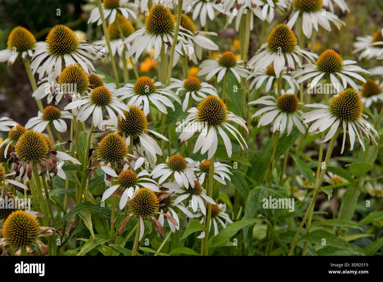 echinacea cygne blanc Banque D'Images