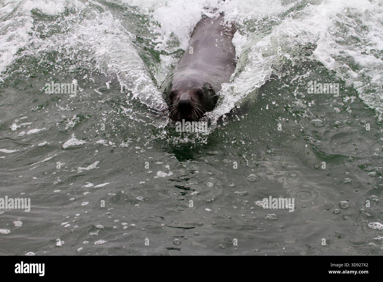 Phoques nageant rapidement, suivant le bateau dans la baie de Swakopmund, Namibie, Afrique Banque D'Images