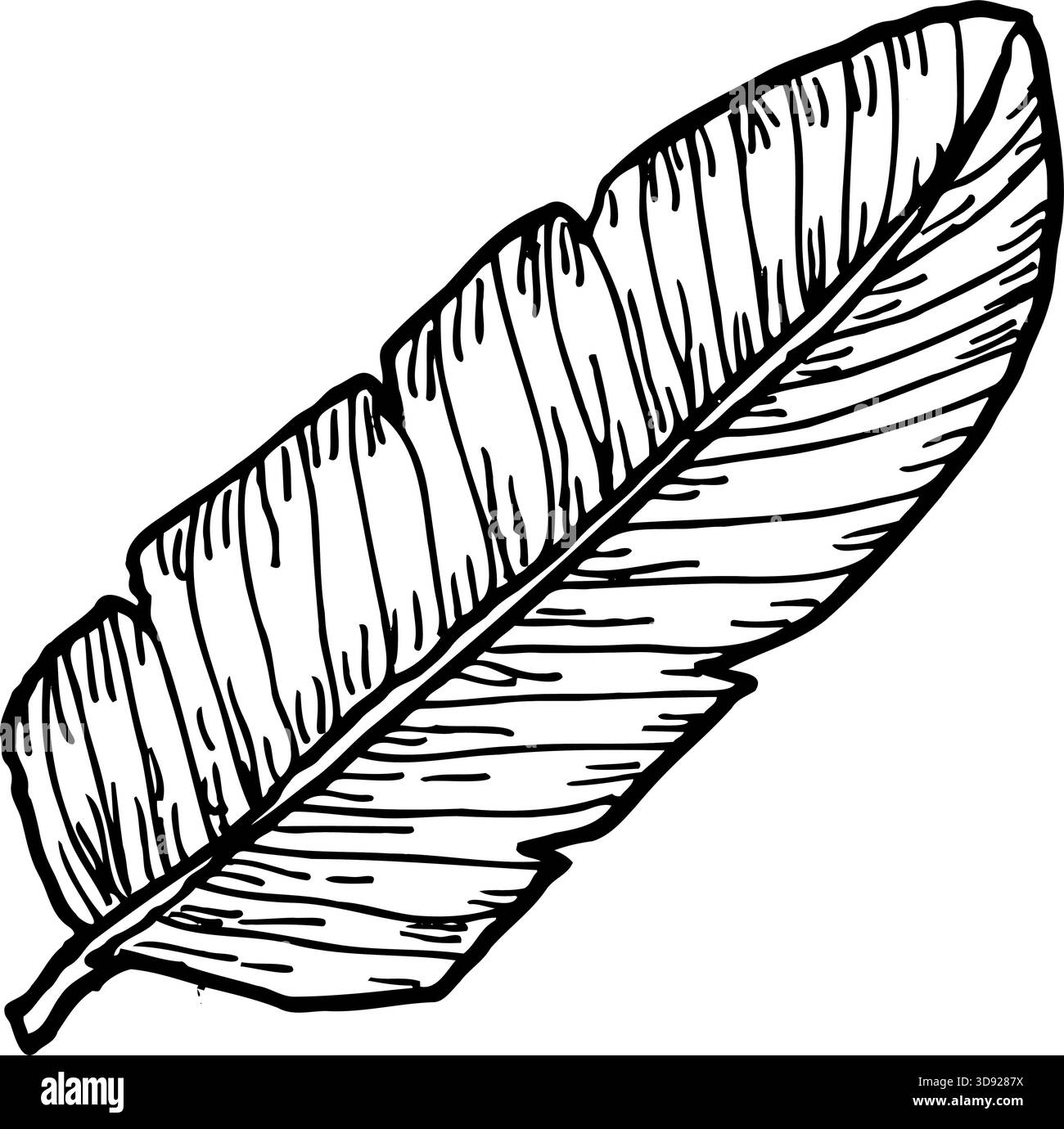 Vecteur de feuille de banane. Partie de plante tropicale. Illustration vintage dessinée à la main isolée. Illustration de Vecteur